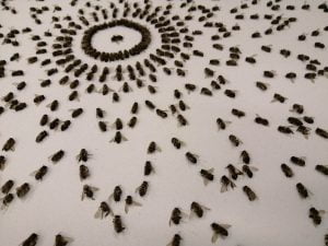Beekeeping Artwork by Rachel Davison Emmot 2